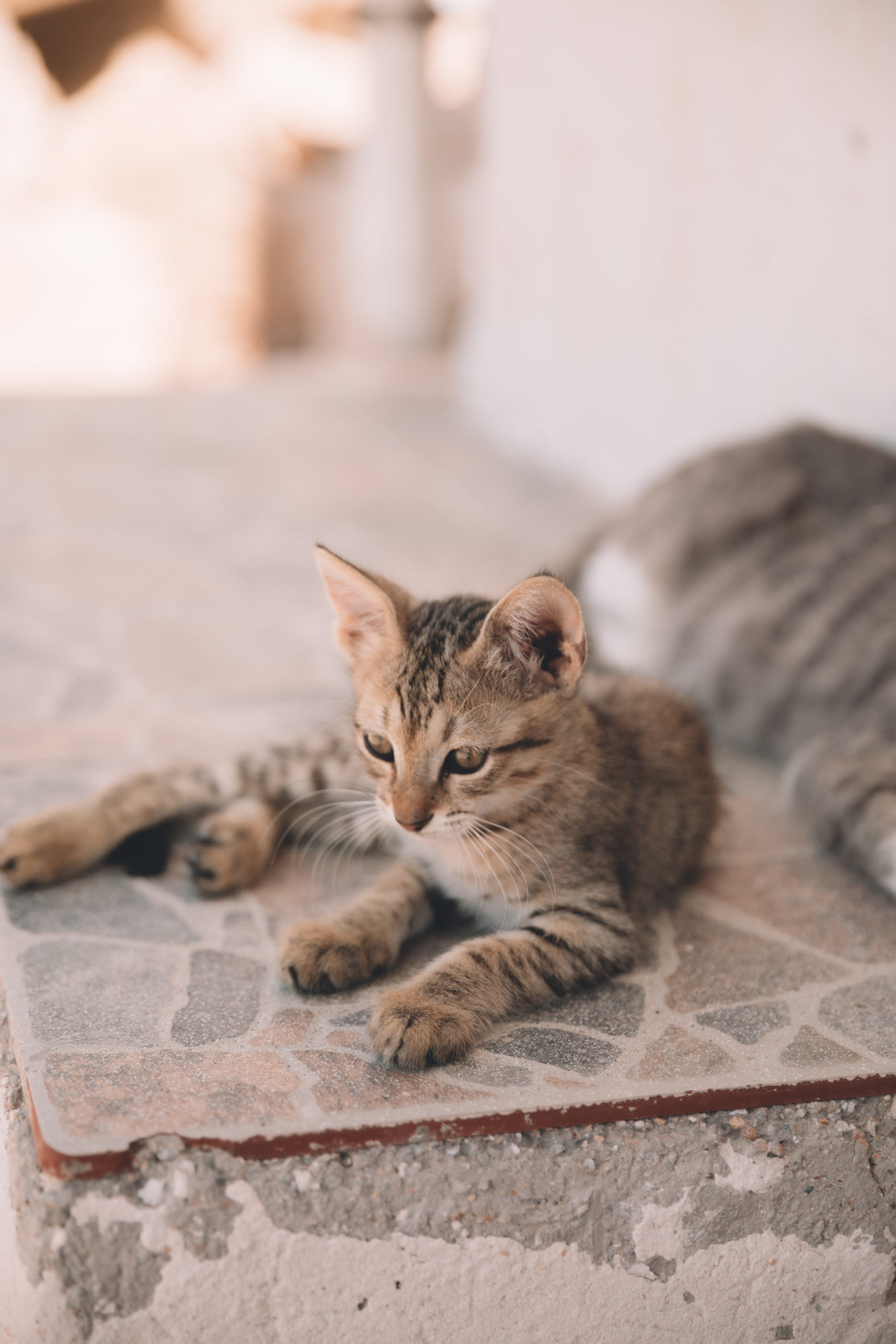 Les chats de Milos, Grèce