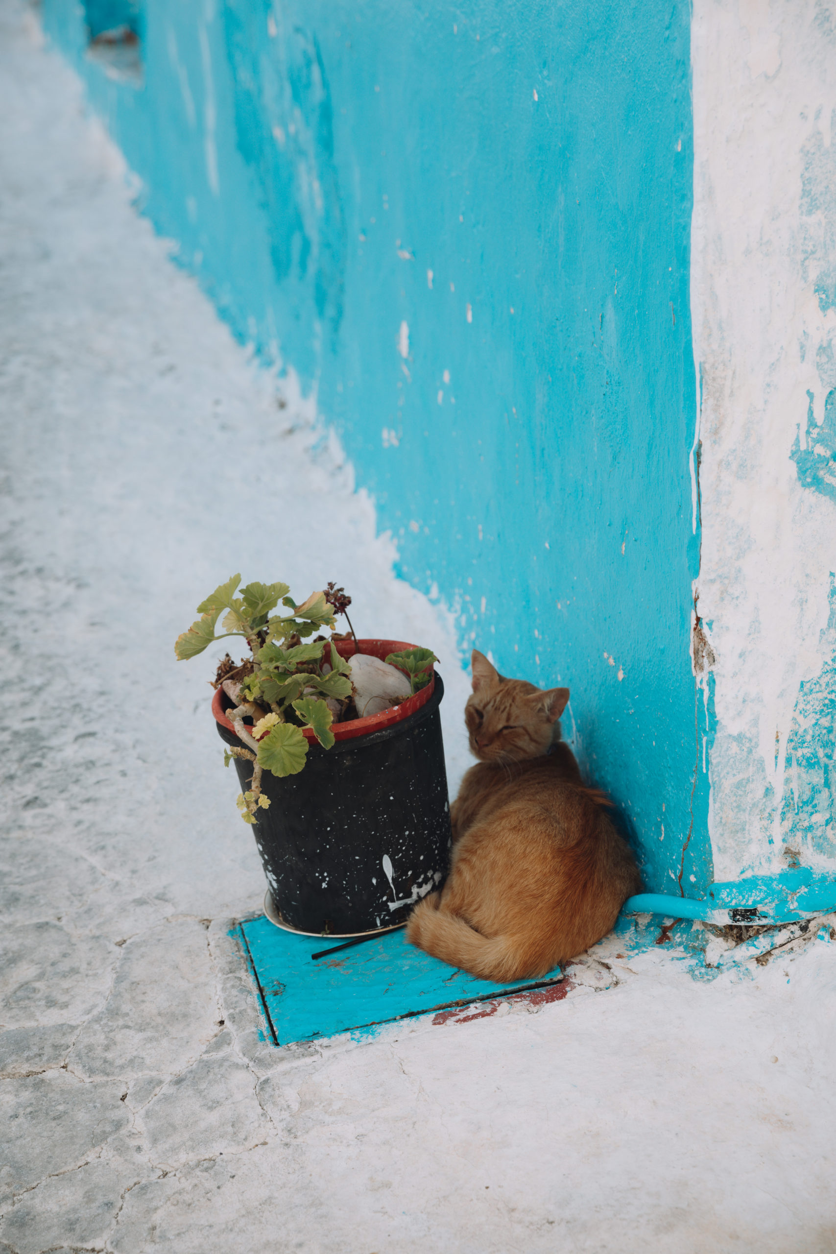 Cats of Milos, Grèce